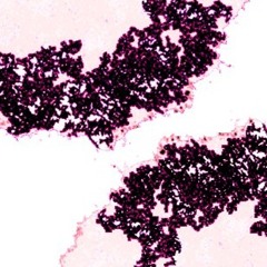 bboy new cat. records