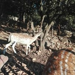 فراشة الأقصى