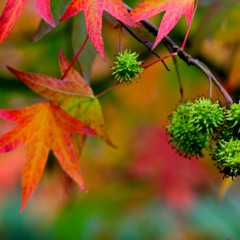 Hossein Alizadeh, Hossein Omuomi, Shekasteh