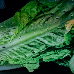 Unfortunate lettuce