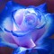 BlueRose