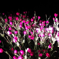 Neon Juan & The Succulents