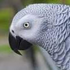 Beb