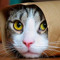 Jioto TheCat
