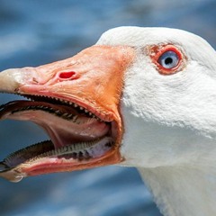 Fukkit