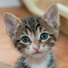 buffkitty