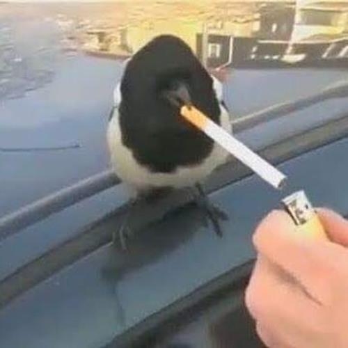 Jameskii Flamingo Sound