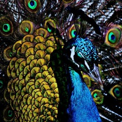 Harvest Media Company