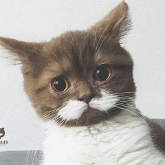 Max Oostveen (Most Vain)