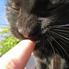 Sêlëèñä Hêïght