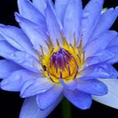 Carol Nuss