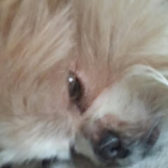 puppyfoey 347