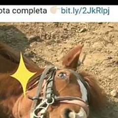 nachito