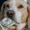 KashDog