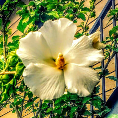 Alondra Torres-Feyjoo