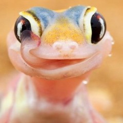 Tickedlizard