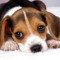 xHeyItzPuppeh