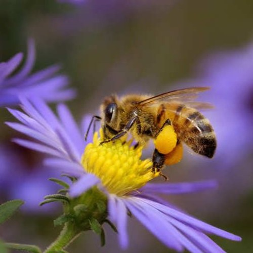Bee onlyfans honey Honeybee @honeybee_thegoddess