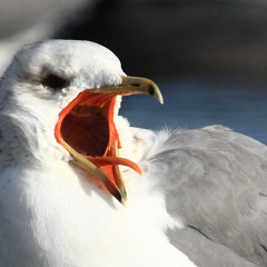 LividSeagulls