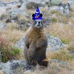 Magic Marmotte