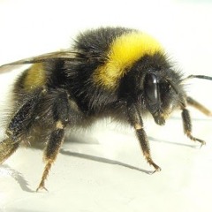 Bumblebee Gib