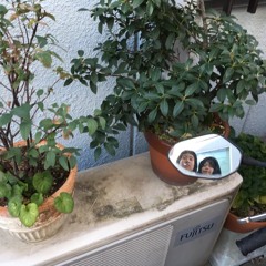 チェンマイのヤンキー