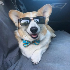 Corg