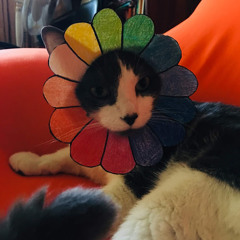 PoppyJL