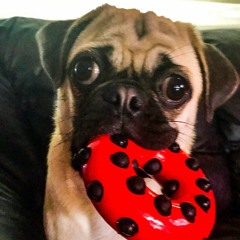 Bellathepug