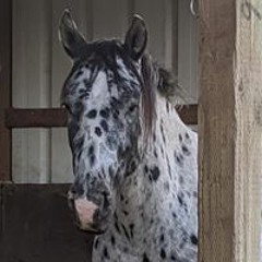 Chansonette Buck