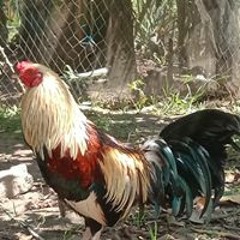 yusrandi