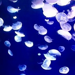 Uragiri no Yuuyake (古川慎 )