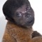 Albert Black