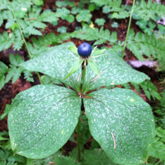 Александр Матисов