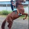 yamil