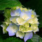 sadaf0135