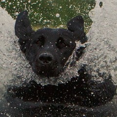 Rational Retriever Training