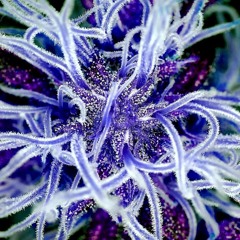 - Mycelium
