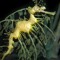 Seadragon