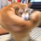 ちょこっとうんこ