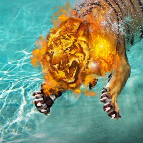 Tiger Beats’s avatar