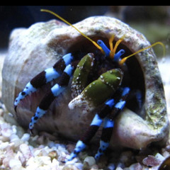 Life Underwater