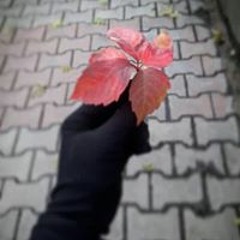 Asmaa Ahmed