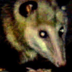 Dark Opossum