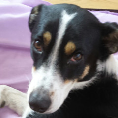 Bozho