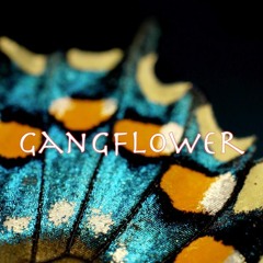 GangFlower