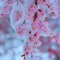 F.Sakura