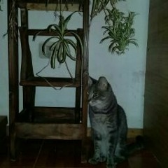 Agustín Santiago Leonino