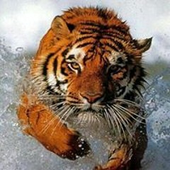 Rashed Alrashed