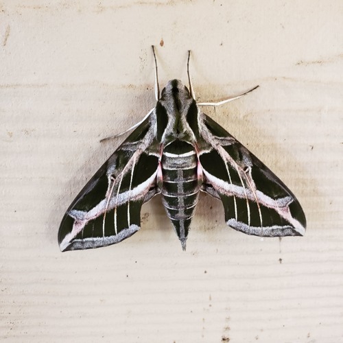 Stream Rob R. music | Listen to songs, albums, playlists for free on ...